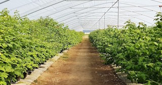 Ягодные туннели для клубники в Тюмени - НавесыТюмень, монтаж и продажа от 1044 руб.